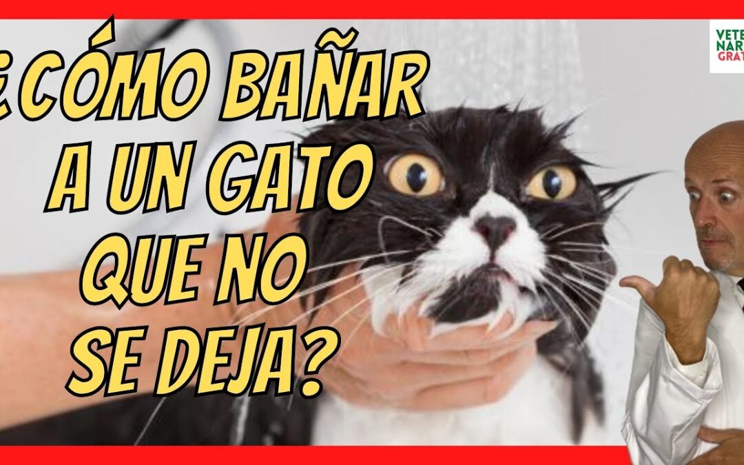 Los secretos para bañar a un gato sin necesidad de usar agua